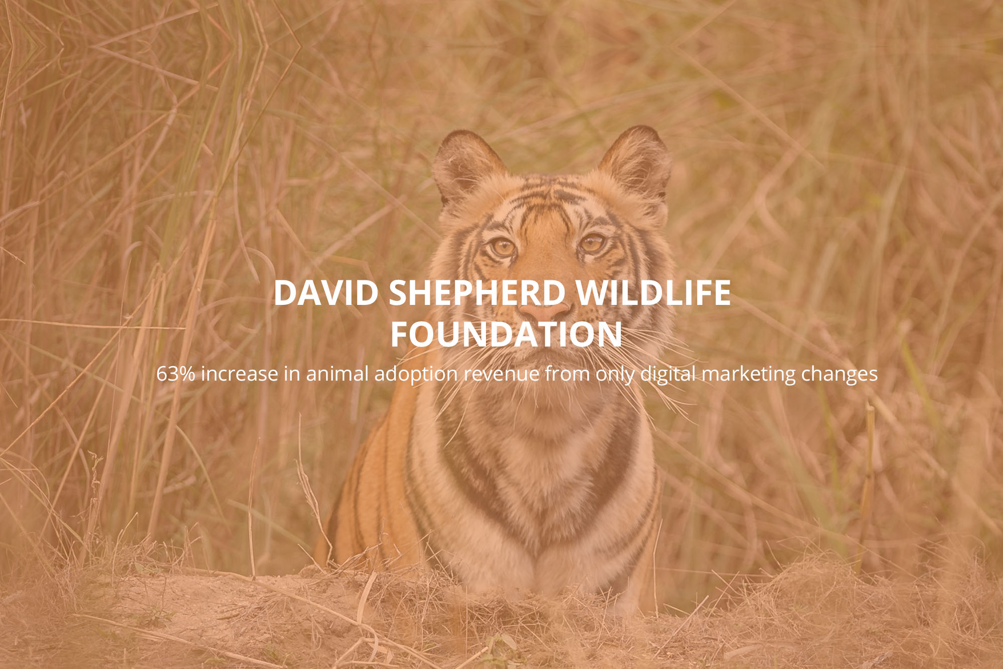 DSWF increase animal adoption case study