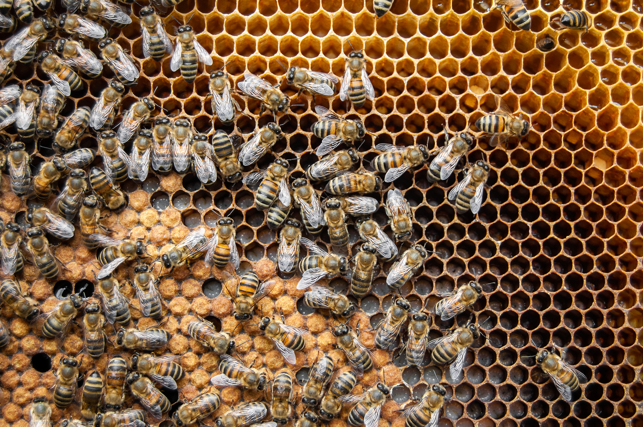 close up of bees in bee hive like AI agents at work