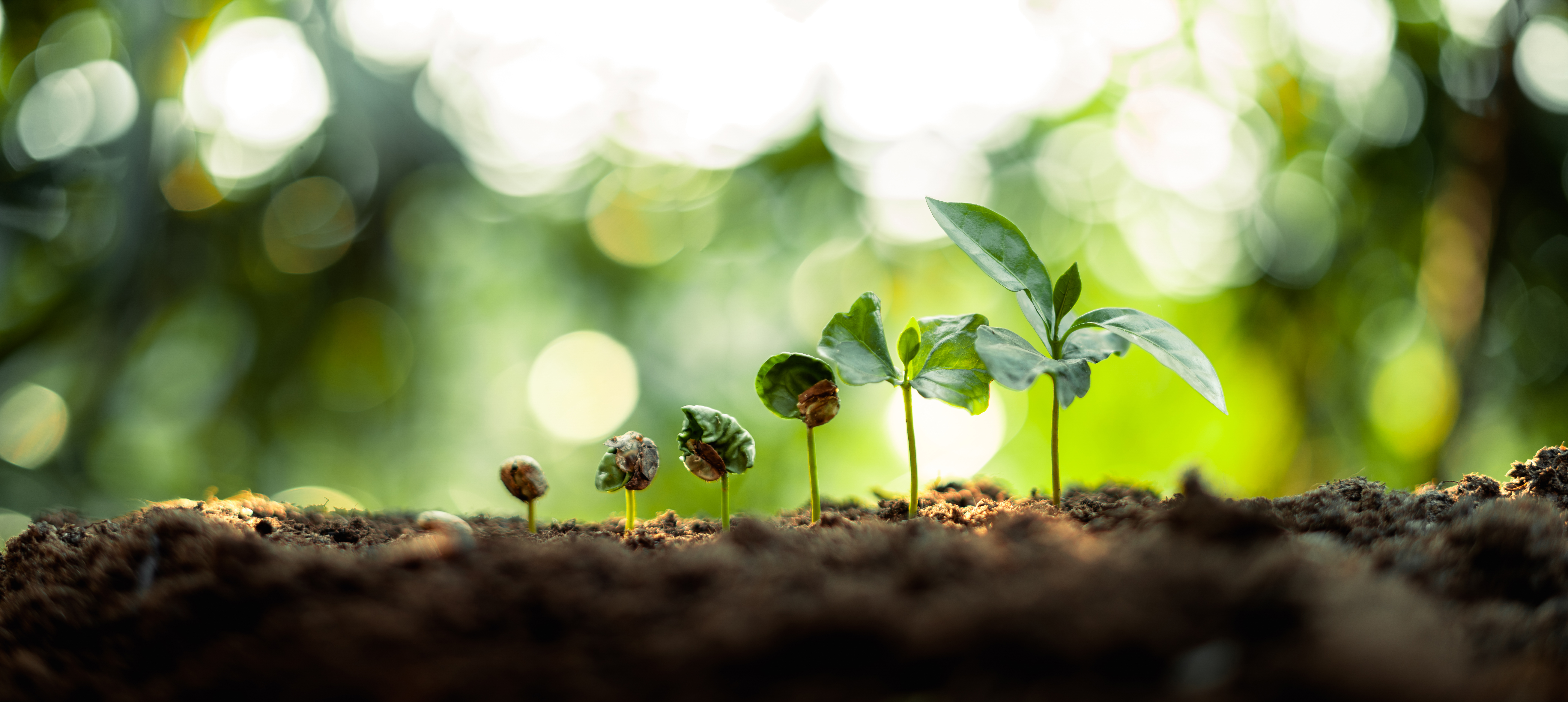 A seedling growing into a tree.